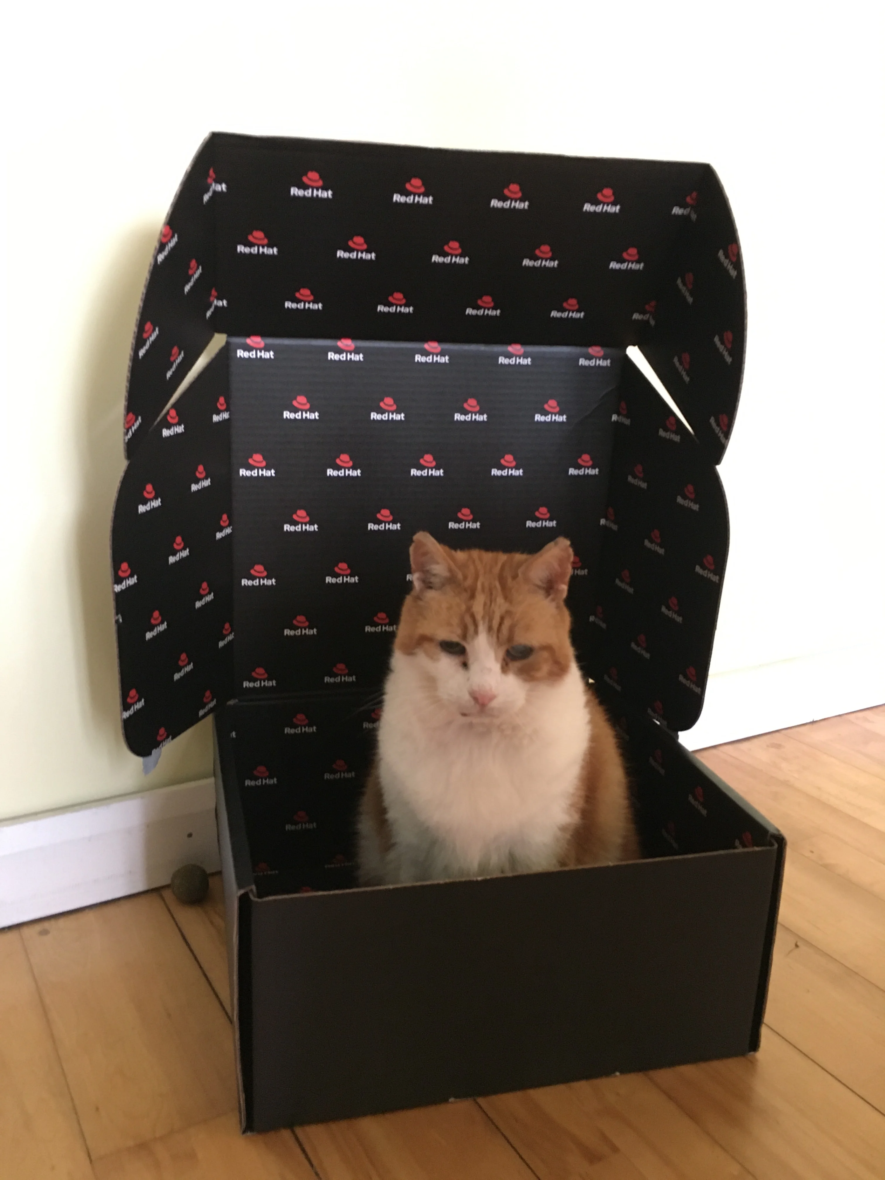 a ginger cat in a box