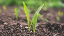 Green sprout grass in dirt soil