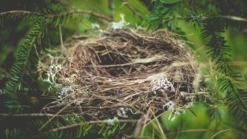 Bird nest in nature