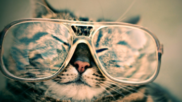 Cat wearing glasses