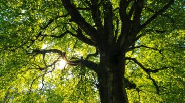 Sunlight coming through the tree branches